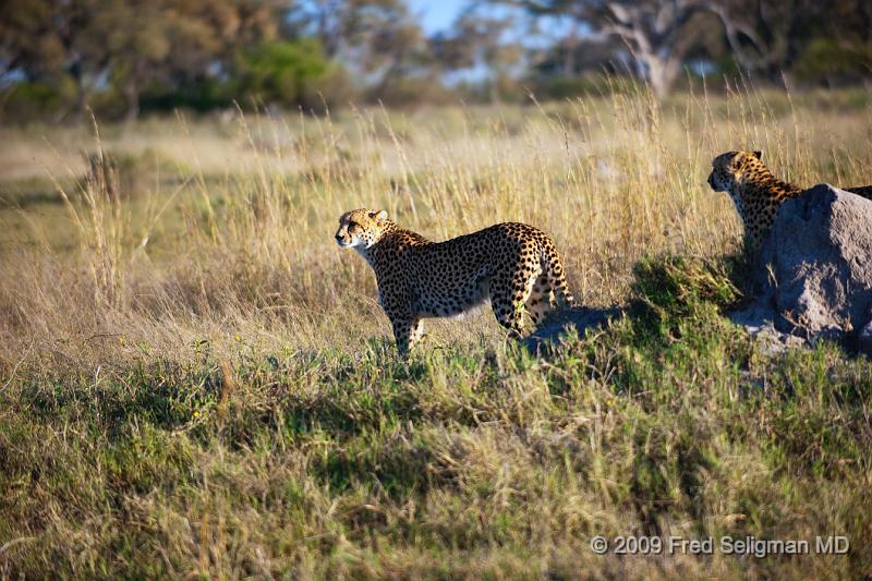 20090618_075105 D3 (1) X1.jpg - Cheetah at Selinda Spillway (Hunda Island) Botswana